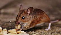 24 Hour & Emergency Exterminators in Mc Lean, VA